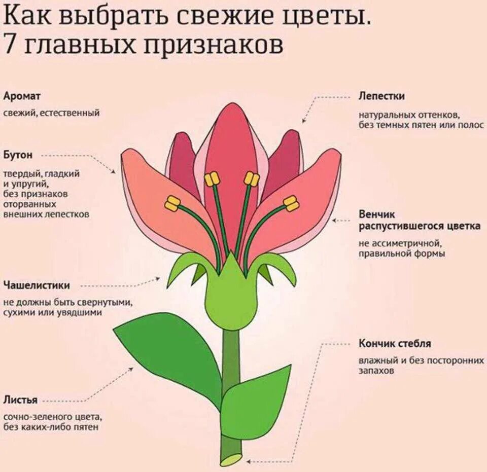 Изображения цветов значения