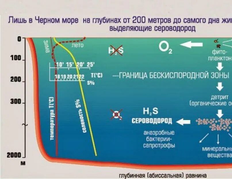 В бескислородных условиях живет. Чёрное море сероводородный слой глубина. Сероводородный слой на дне черного моря. Сероводород в черном море. Черное море сероводород на глубине.