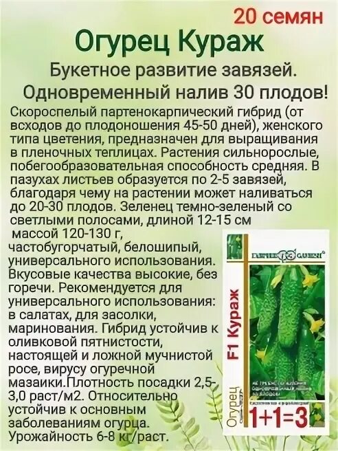 Огурцы кураж посадка. Огурцы кураж посадка