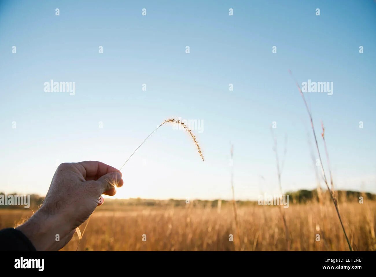 Помирать собрался а рожь сей. Seigle. Рожь сей. Овёс овсится чечевица. Помирать собирайся амрожь сей.
