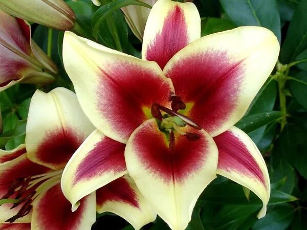 Flavia' - The Lily Garden