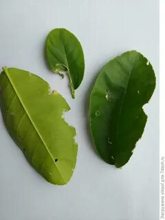 Фикус липкие листья