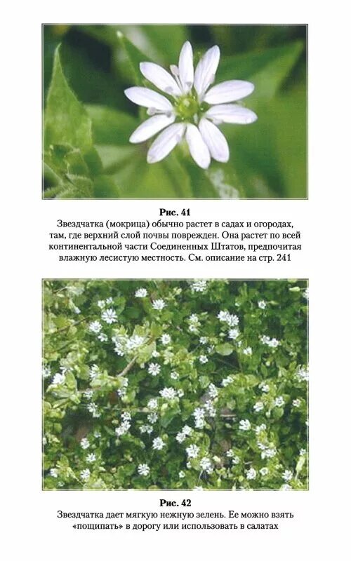 Мокрица на какой почве. Мокрица звездчатка. трава звездчатка средняя или мокрица. мокрица аптечная звездчатка аптечная. звездчатка малая.