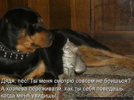 Свои собаки грызутся своя не приставай