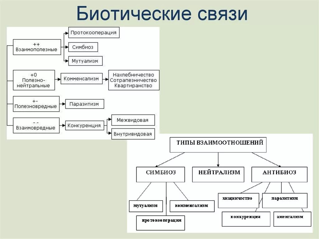 Разделите типы взаимоотношений организмов на соответствующие группы. Типы биотических отношений схема. Типы симбиоза примеры. Биотические взаимоотношения схема. Типы биотических связей схема.