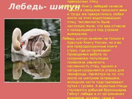 Лебедь в красной книге
