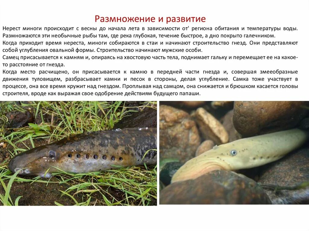 Сообщение о личинках миног. Размножение круглоротых. минога размножение и развитие. круглоротые представители. класс круглоротые.