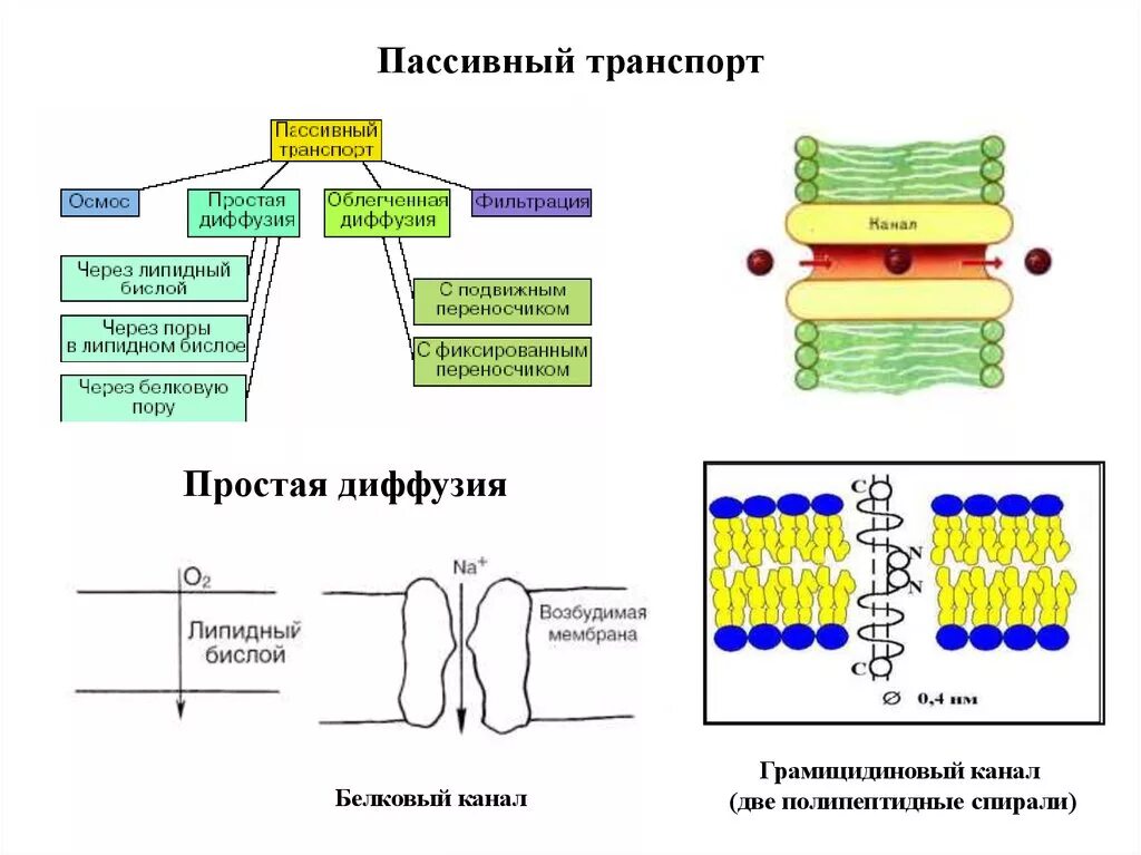 Вещество и тип транспорта через мембрану клетки. Плазматическая мембрана пассивный транспорт. Пассивный транспорт веществ через мембрану клетки происходит. Для пассивного транспорта веществ характерно. Активный и пассивный транспорт веществ.