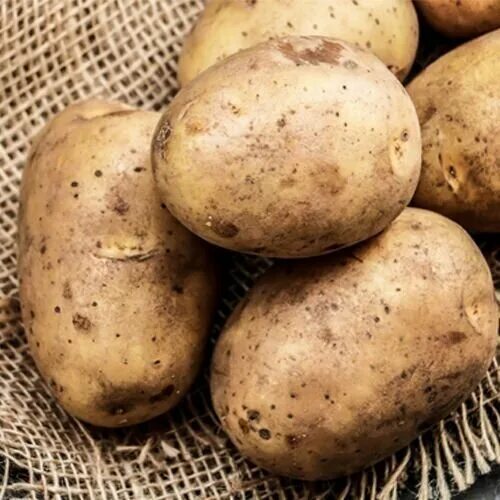 Описание картофеля чародей. Сорт картофеля чародейка. сорт картофеля чародей. картофель чародей описание сорта.