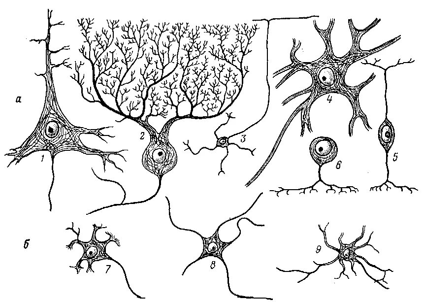 Вегетативный ганглий, клетки Догеля. Пирамидные и звездчатые Нейроны. Клетки Пуркинье вегетативный ганглий. Типы нейронов в вегетативных узлах.. Нервные узлы и нейрон