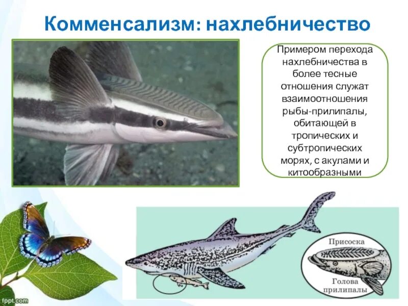Акулы и рыбы тип взаимоотношений. Комменсализм нахлебничество. биотические связи нахлебничество. типы взаимодействия видов нахлебничество. комменсализм рыбы прилипалы.
