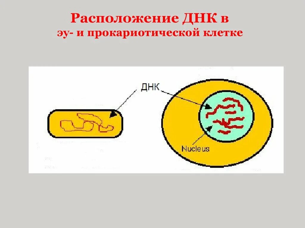 Местоположение ДНК. Структура прокариотических клеток. Местоположение клетки