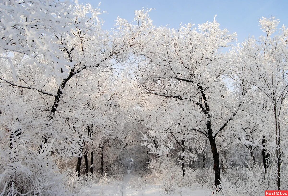 зима иней на деревьях. деревья щииой. деревья в снегу. заснеженные деревья. снежные деревья.