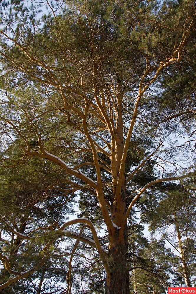 играй гармонь душевно поют. чудная сосна. сосна обыкновенная (pínus sylvestris). горная шория одинокая сосна. стояла чудная сосна и над рекою вековала.