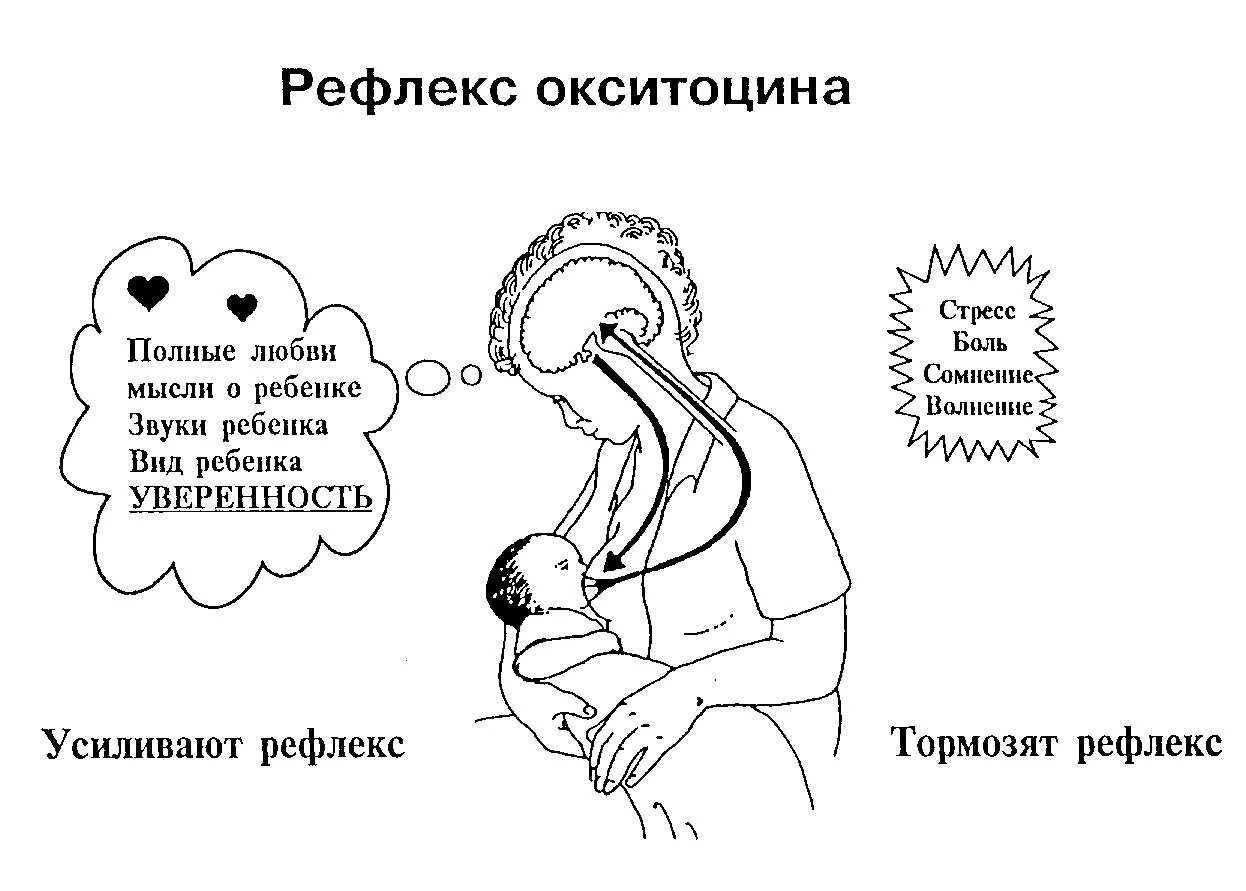 Рефлекс пролактина и окситоцина. Схема рефлекса окситоцина и пролактина. Фактор усиливающий рефлекс окситоцина. Как увеличить количество грудного молока у кормящей матери.