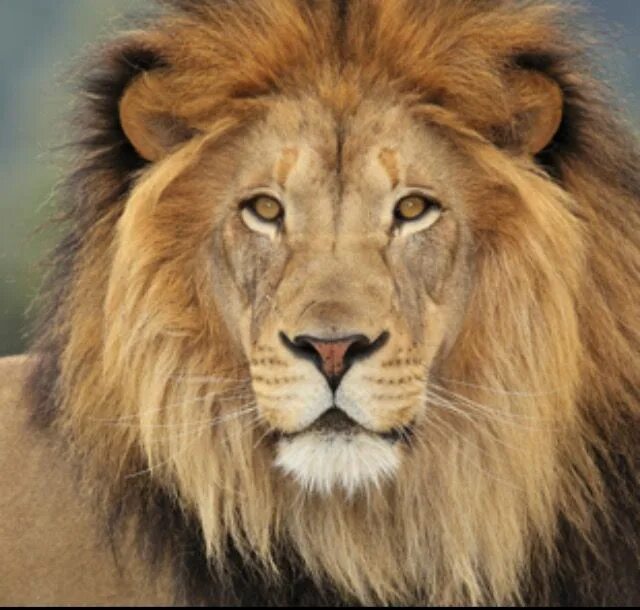 Благородный лев. Я лев фото. Юго западный африканский лев. Лев фото. Красивый лев.