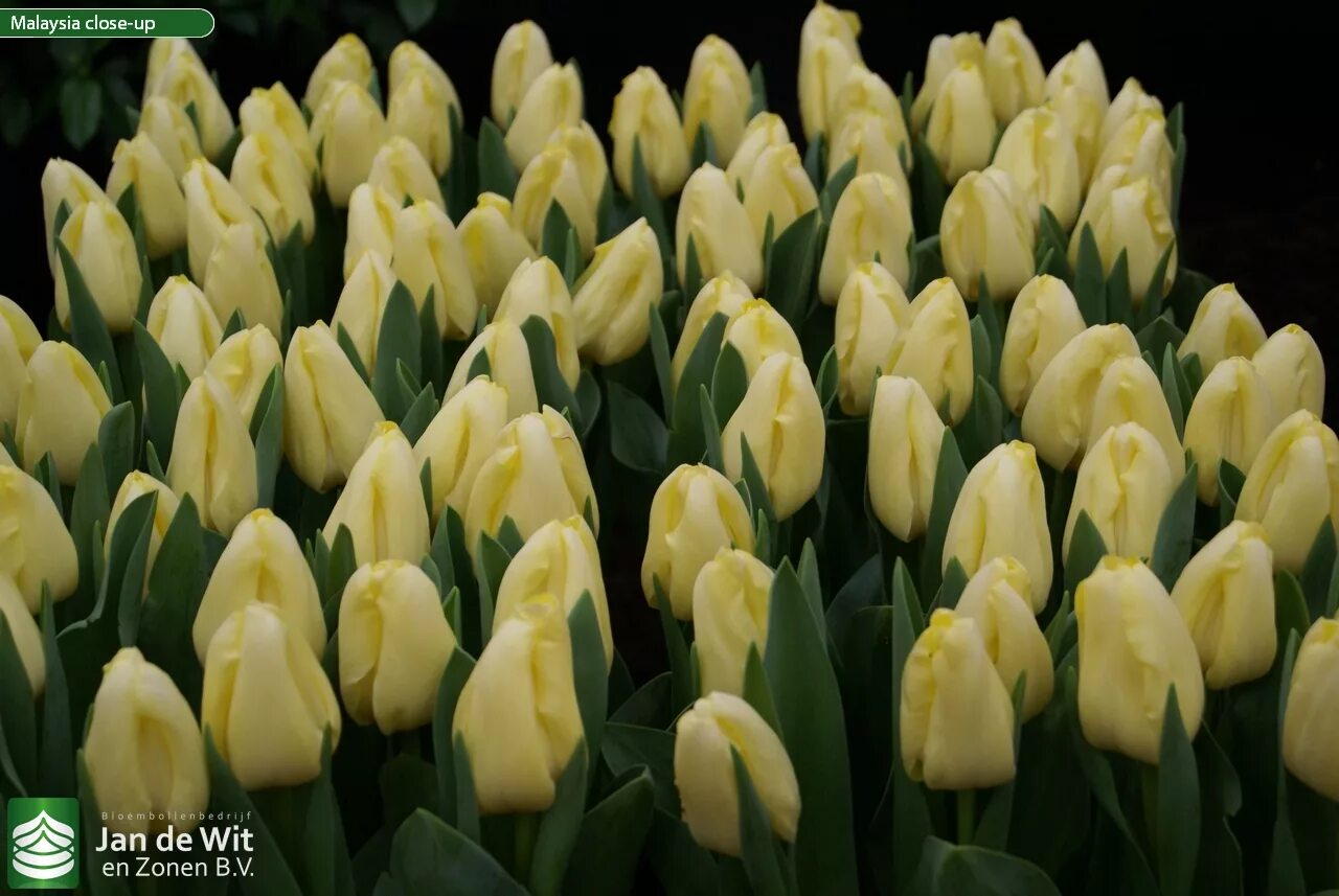 Тюльпан кобла. Fun fora. Тюльпан сорт fun for two. Creme fraiche тюльпан. Тюльпан фанфату.