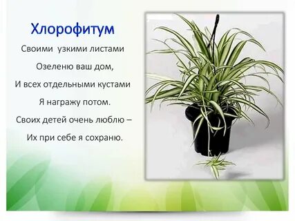Загадки про комнатные растения для детей