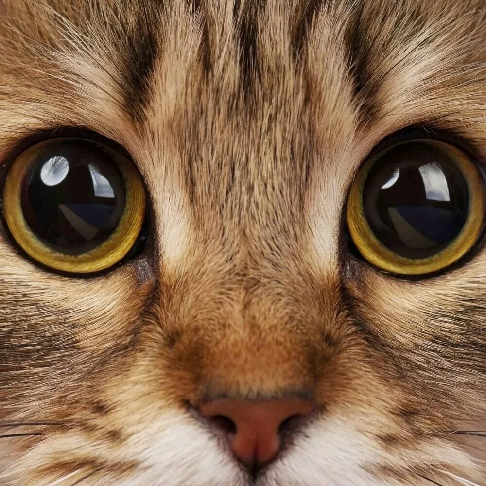 Глазки кошечки. Глаза кошки. Зрачок кошки. Кошачий глаз. Морда кота.