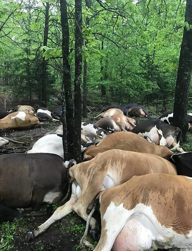 Корова погуляла