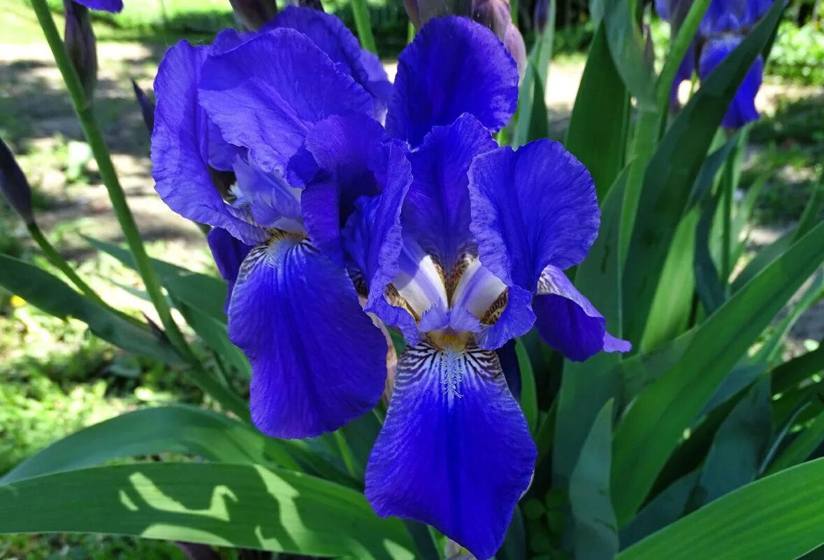 ирис на английском