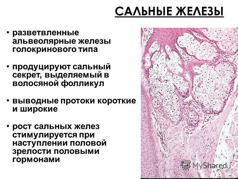 4 функция сальных желез. Сальные железы альвеолярные. Простая альвеолярная разветвленная железа сальная железа.