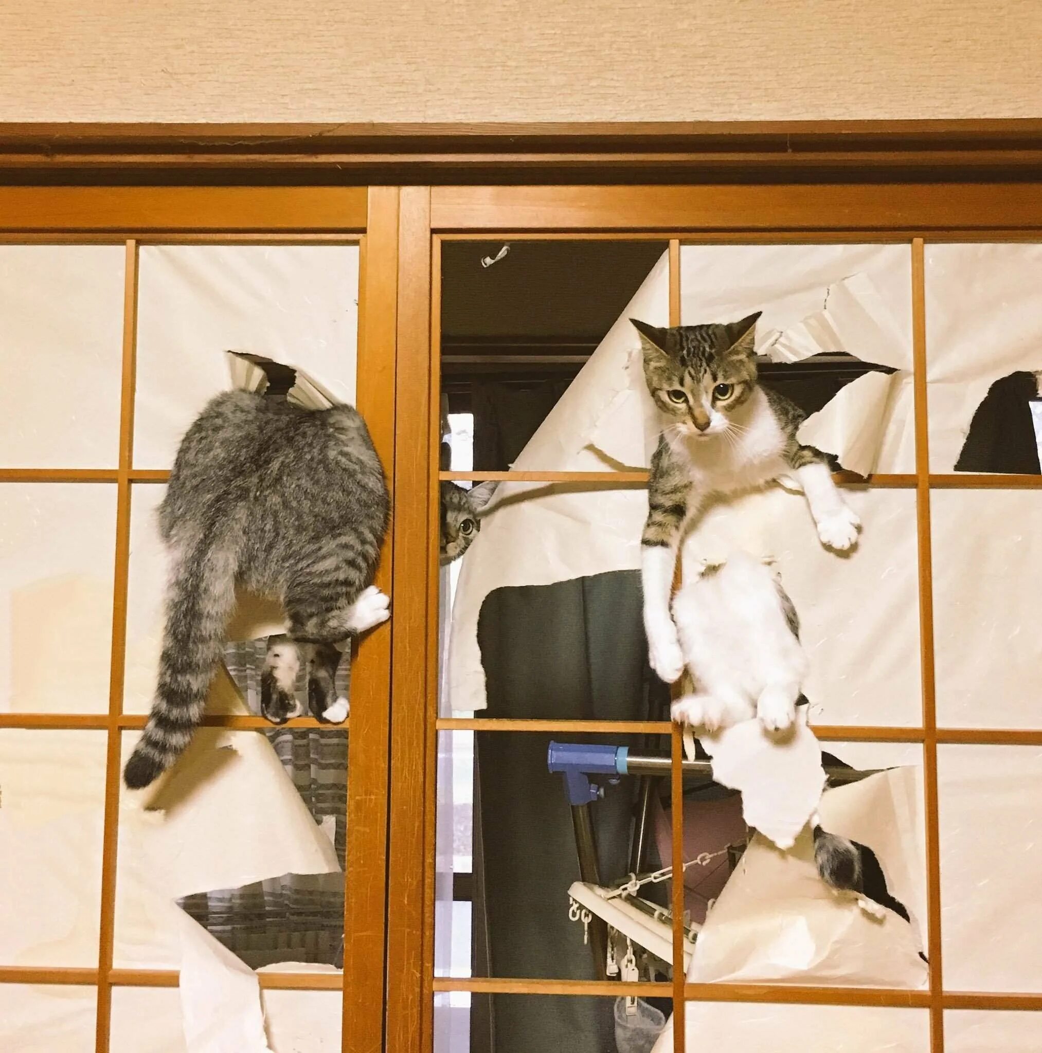 Почему кот лезет. Котики и японские двери. коты в смешных ситуациях. коты и двери. кошка на шкафу.