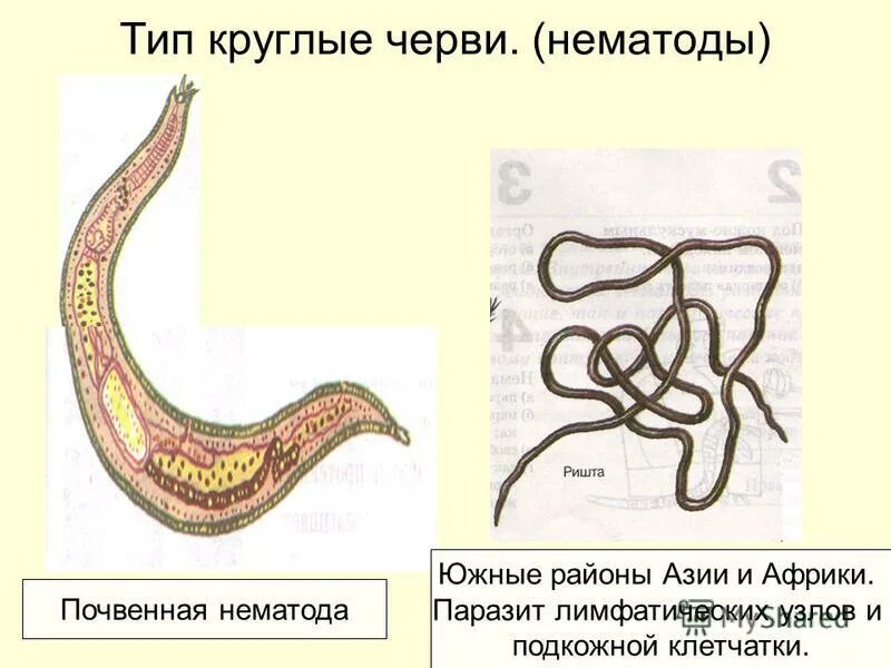 Круглые черви 3 типа