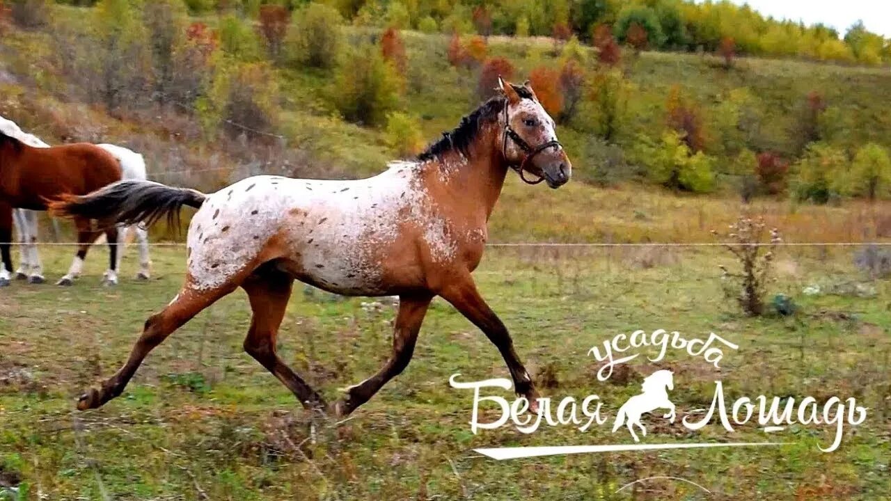 Усадьба белая лошадь марий эл. Усадьба белой лошади видео. Усадьба белой лошади видео. Усадьба белой лошади видео. Белая дача лошади.