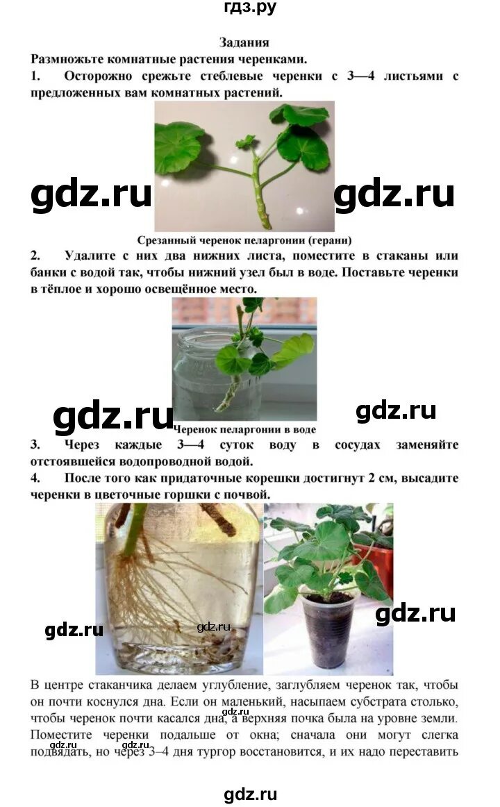 Черенкование комнатных растений лабораторная работа 6 класс. Лабораторная по биологии 6 класс черенкование комнатных растений. Лабораторная работа вегетативное размножение комнатных растений. Лабораторная работа черенкование комнатных растений.