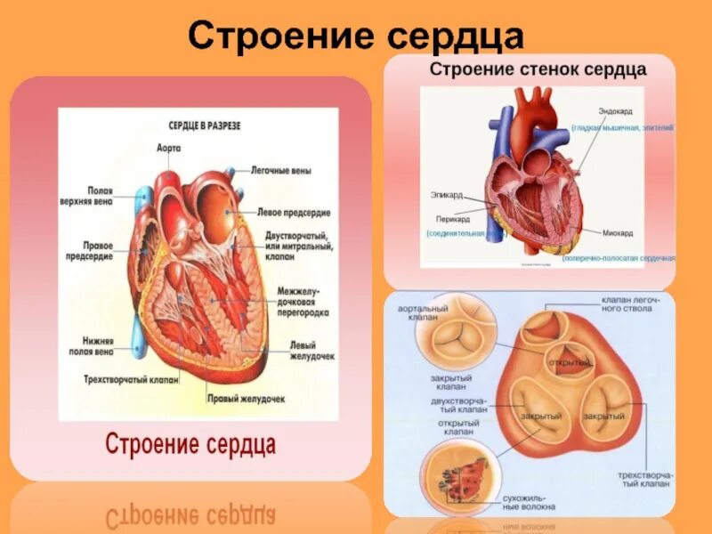 Сердце биология тест. Строение сердца человека анатомия. Сердце строение биология с клапанами. Внутренне строение клапана сердца. ЕГЭ биология анатомия строение сердца.