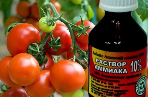 Нашатырь для рассады помидор