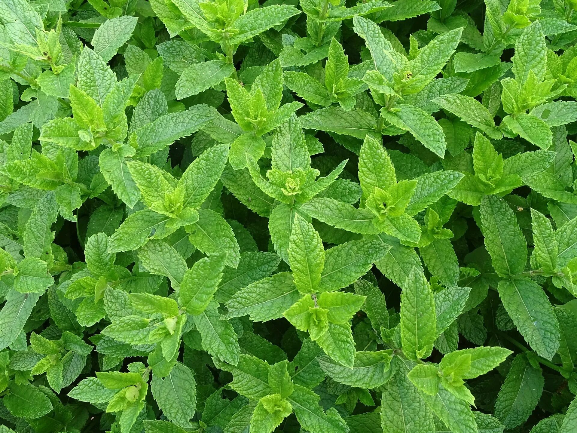 Мята многолетняя. Мята остролистная. мята перечная &quot;марокко&quot; mentha piperita. мята перечная свисс mentha piperita swiss. мята колосковая марокканская.