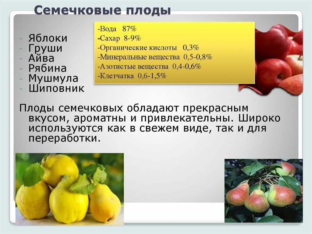 Что относится к плодовым. Классификация семечковых плодов. Семечковые плодовые культуры. Сорт семечковых плодов. Характеристика семечковых плодов.