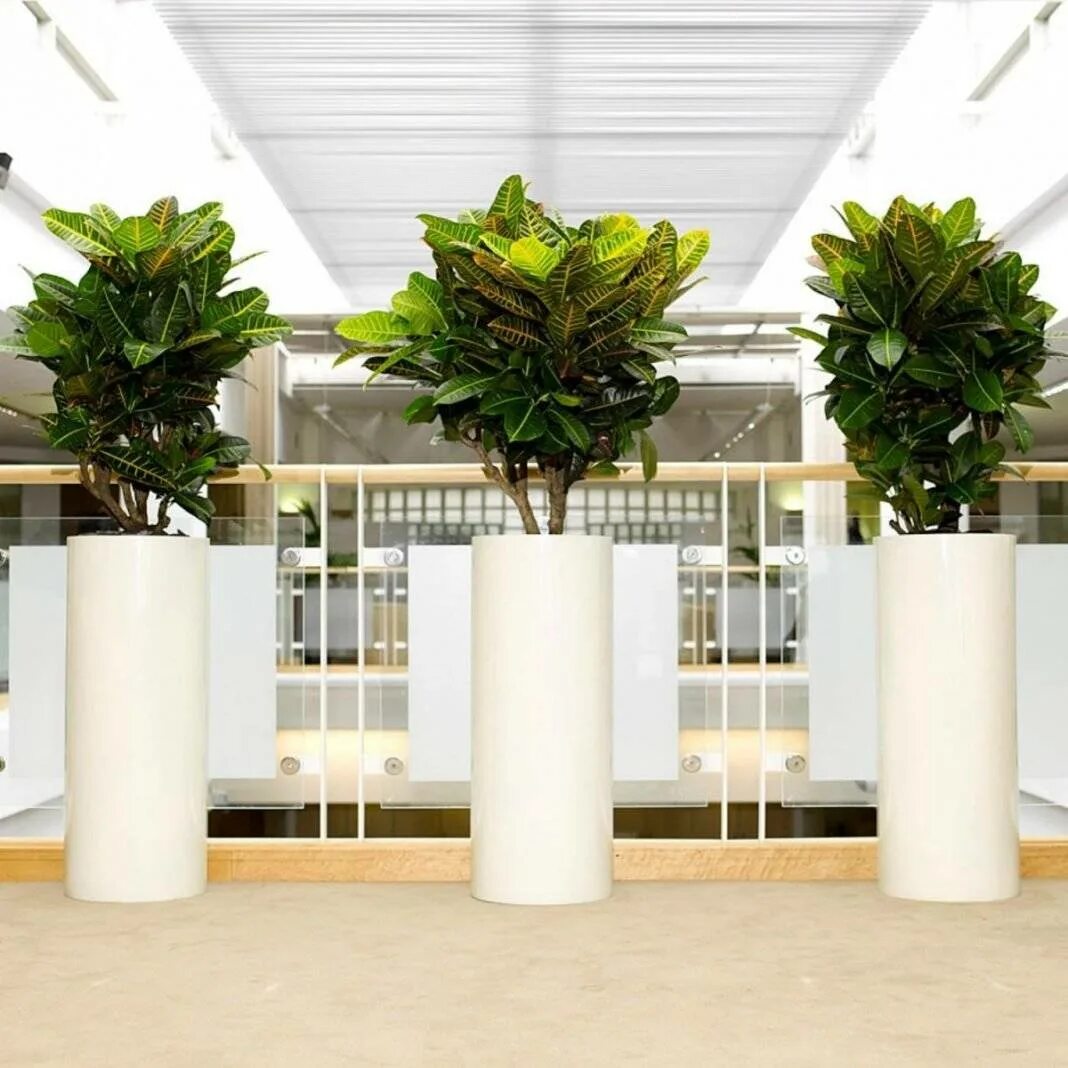 Indoor plants. Фикус в Лечуза. Фикус Бенджамина в Лечуза. Фикус фитодизайн. Фикус Кротон.