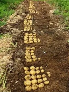Можно ли посадить картошку