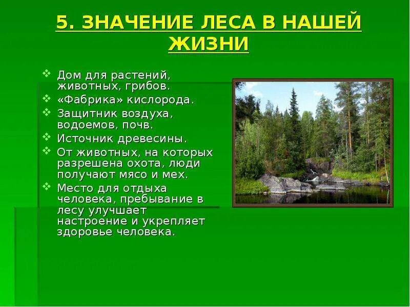 Какова роль леса в жизни человека. Значение леса. Значение леса в жизни человека. Значение лесов в жизни человека. Роль леса для человека.