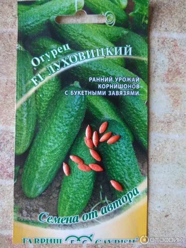 Семена огурцов кураж. Луховицкие огурцы рост. Луховицкие огурцы корнишон. Огурец конкорд отзывы. Огурцы луховицкие описание сорта отзывы садоводов.