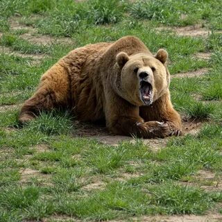 С него медведь