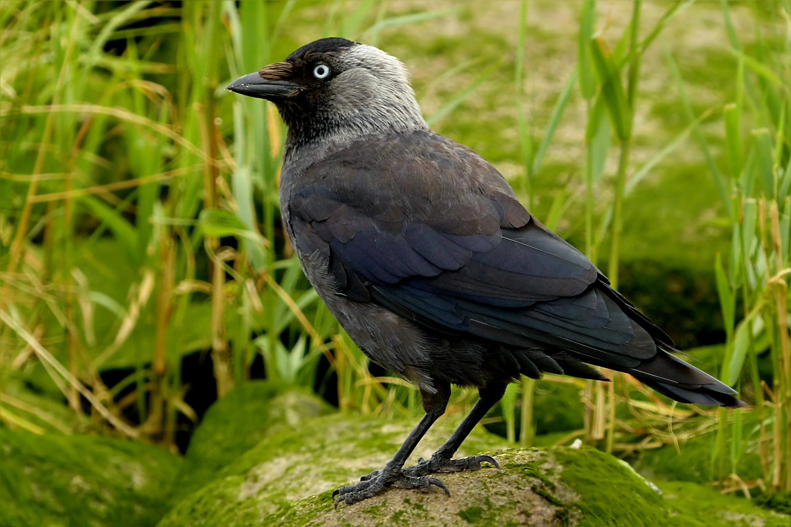 Галка птица. Галка обыкновенная ‒ Corvus monedula. Пестрохвостая ворона-флейтист. Галки семейство врановых.