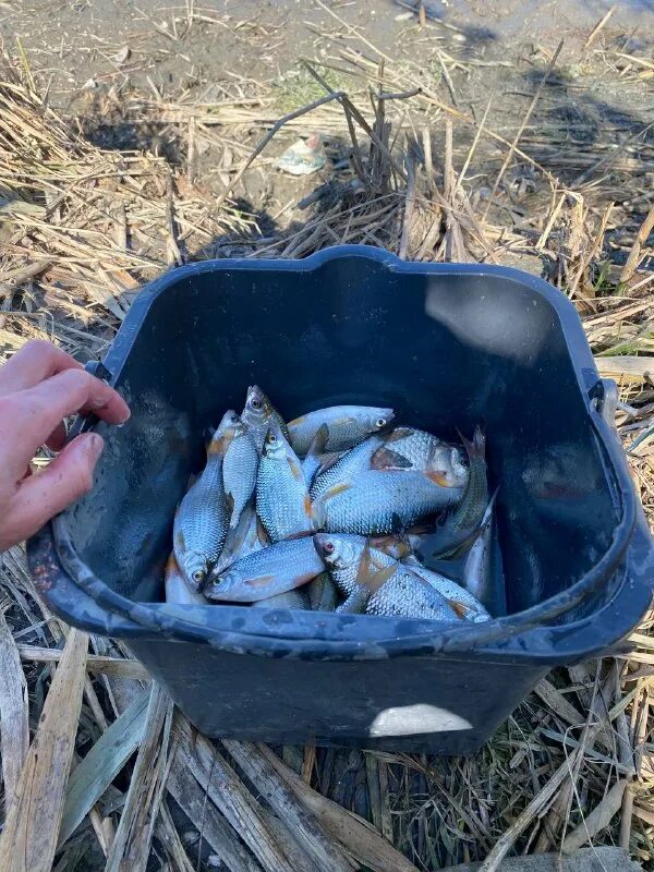 шелюгино. рыбалка абинск крымск. рыбалка абинск крымск. криванков олег васильевич. фото с рыбалки с рыбой.