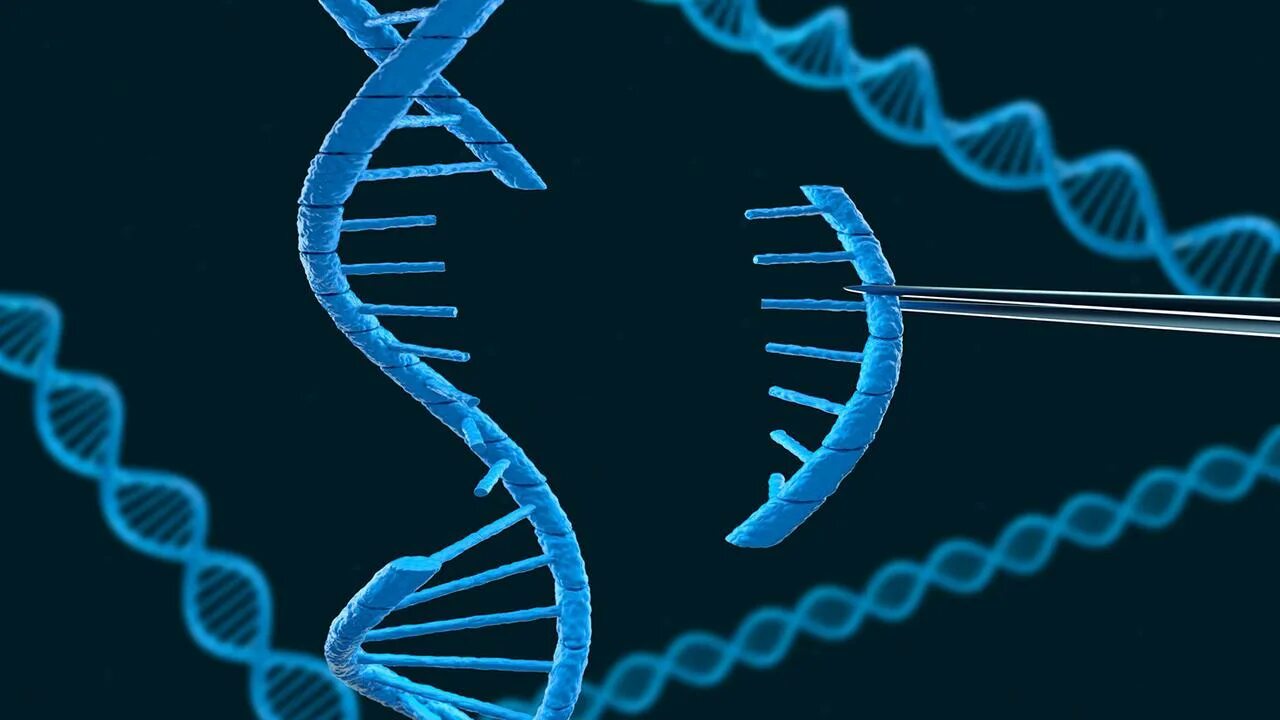 Днк готов. Петля корнберга днк. Днк готов. Генные наследственные заболевания. Структура молекулы днк и рнк.