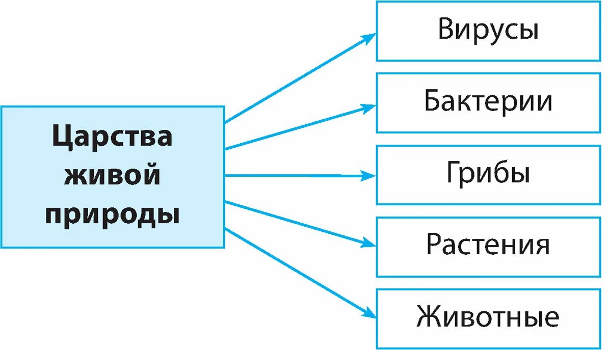 Царство растений животных грибов бактерий вирусов. Карта царств живой природы. На какие царства ученые делят живую природу 5 класс. Карта царств живой природы. Царство растений 3 класс.