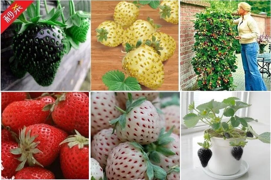 Семена земляники в ашане. Семена клубники для выращивания. Клубника из семян. Ремонтантная клубника из семян. Семена клубники для выращивания.