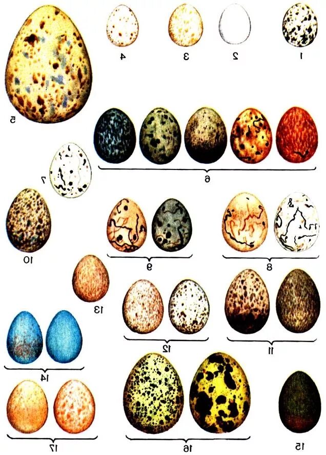 Какого цвета яйца птиц. Определитель яиц птиц. Яйца Дроздов определитель. Пятнистые яйца птиц. Птичьи яйца.