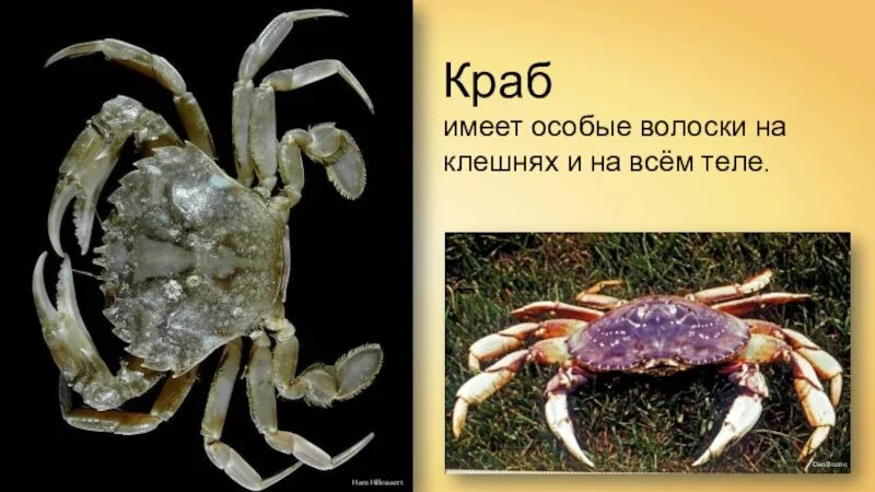 Краб удвром клешни создаёт плазму. Значение оберега из клешней краба. Как краб реагирует в свой цвет. Краб не реагирует на прикосновения. Краб имеет