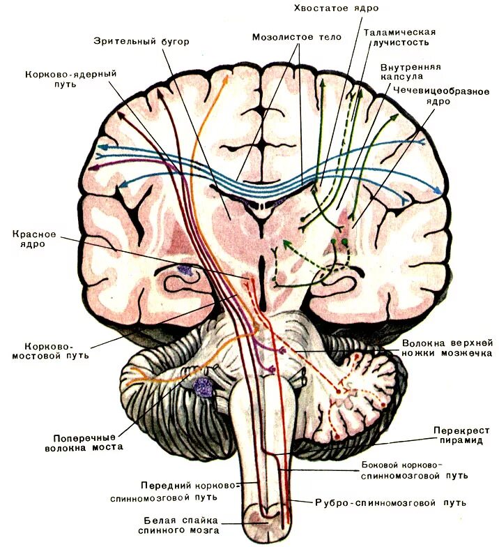 Строение проводящих путей спинного мозга. Проводящие пути мозга анатомия. Ассоциативные и комиссуральные пути спинного и головного мозга. Проекционные проводящие пути головного и спинного мозга анатомия. Ядра центральной нервной системы