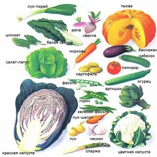 Овощи это какие продукты