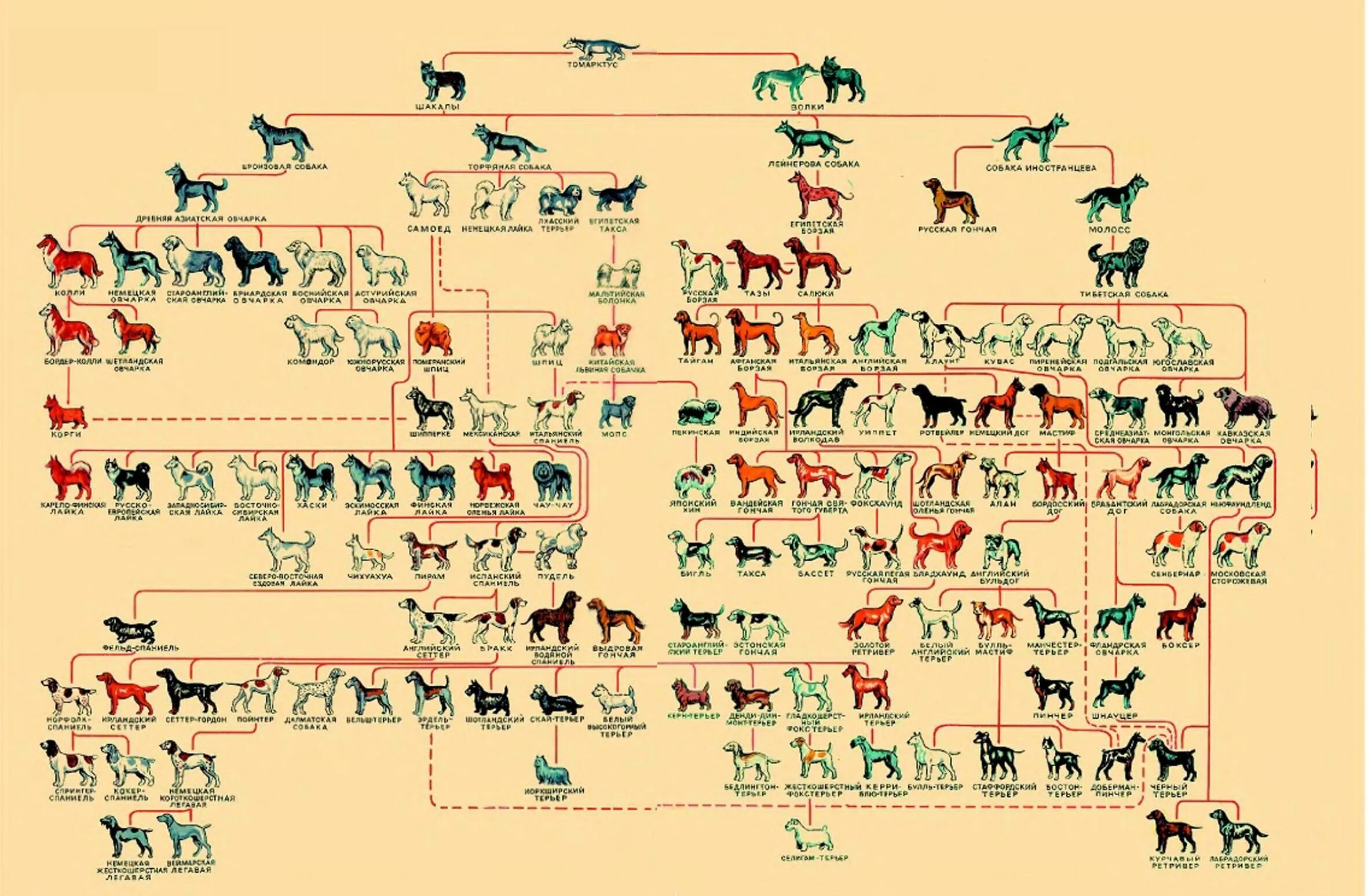Теория Конрада Лоренца о происхождении собак. Происхождение собак. Классификация пород FCI. Классификация пород по Мазоверу. Происхождения пород собак Древо пород. Собаки произошли от волков