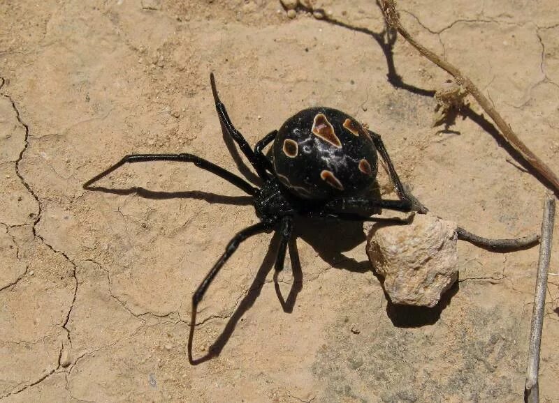 пауки средней полосы. южный белый паук каракурт. Xysticus lanio. серый паук с длинными лапами. пустынный паук как акурт.